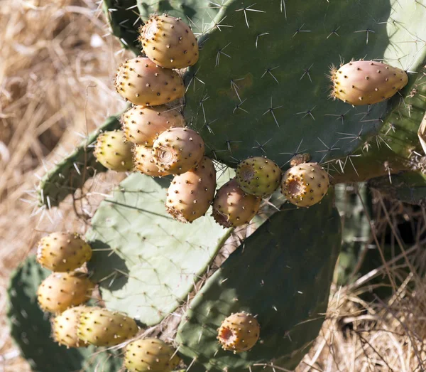 View Opuntia Ficus Indica Fruits Italy — Stock Photo, Image