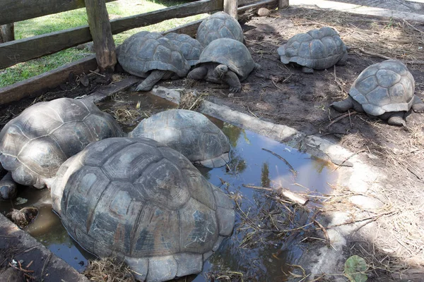 Uitzicht Een Grote Groep Schildpadden Uit Seychellen — Stockfoto