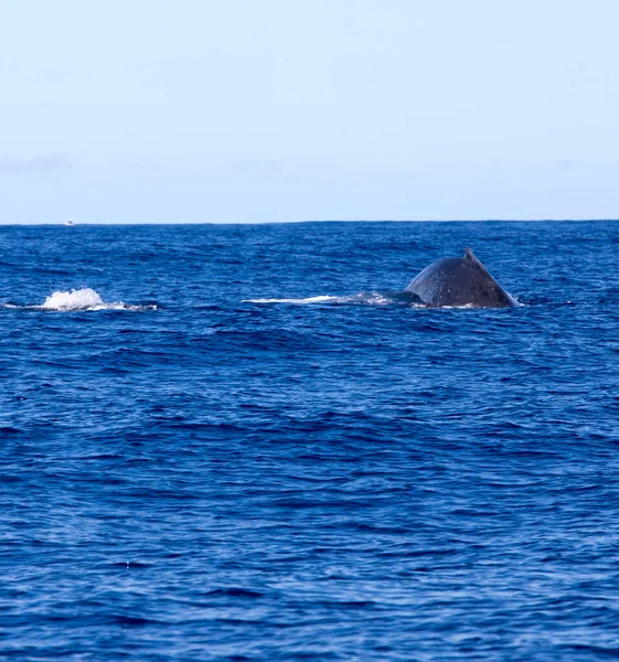 Vue Grande Baleine Réunion France — Photo