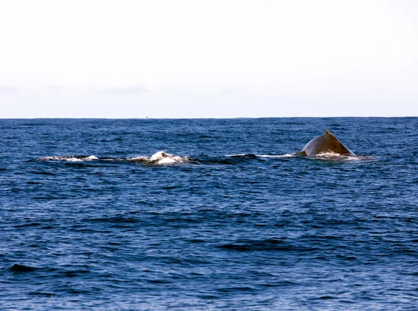 法国拉留尼旺岛的大鲸观 — 图库照片