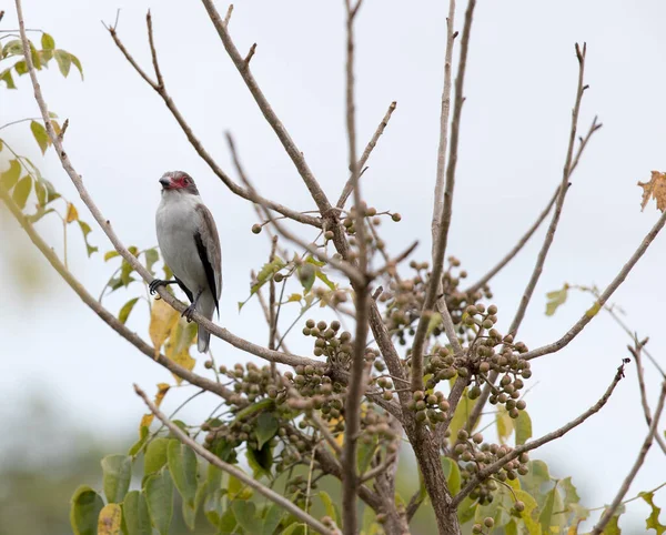 Widok Zamaskowanego Ptaka Tityra Meksyku — Zdjęcie stockowe
