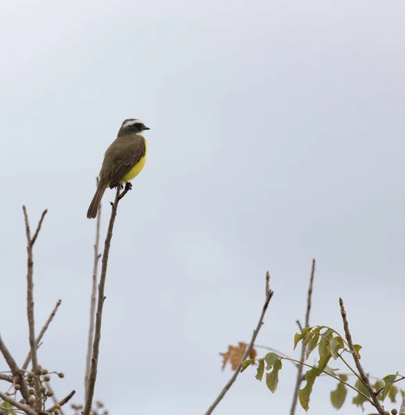 Photo Social Flycatcher Bird Mexico — стокове фото