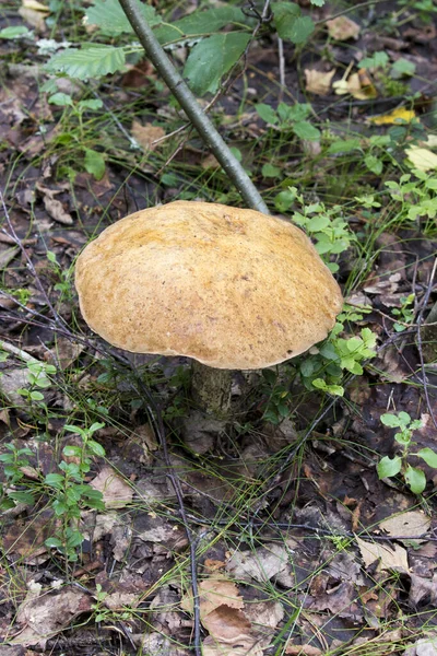 View Leccinum Mushroom Finland — Stock Photo, Image