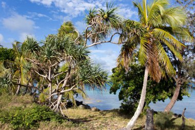 Yeni Kaledonya 'daki pandanus bitkisinin görüntüsü