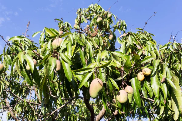 Yeni Kaledonya Daki Bir Mango Bitkisinin Manzarası — Stok fotoğraf