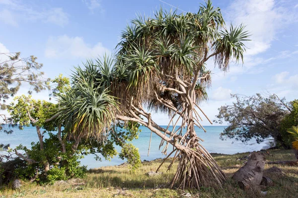 Vista Una Planta Pandánica Nueva Caledonia —  Fotos de Stock