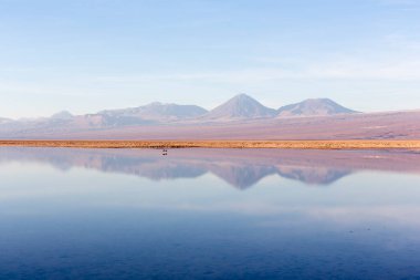 Şili 'nin kuzeyindeki Chaxa gölünün manzarası