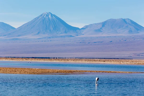 Şili Nin Kuzeyindeki Chaxa Gölünün Manzarası — Stok fotoğraf