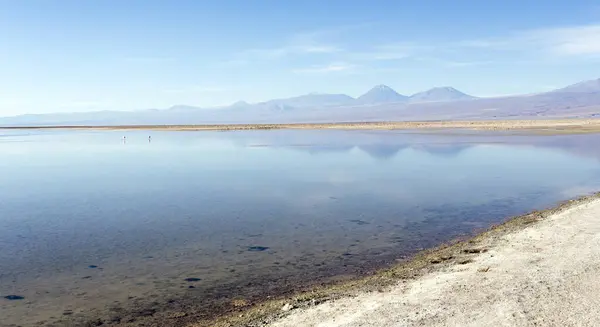 智利北部查萨湖的景观 — 图库照片