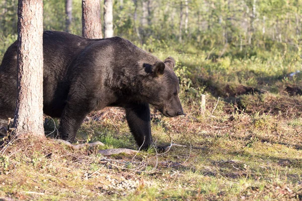 フィンランドの夏の間の茶色のクマの眺め — ストック写真