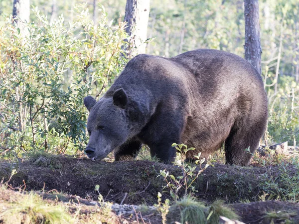 Vista Urso Marrom Durante Verão Finlândia — Fotografia de Stock