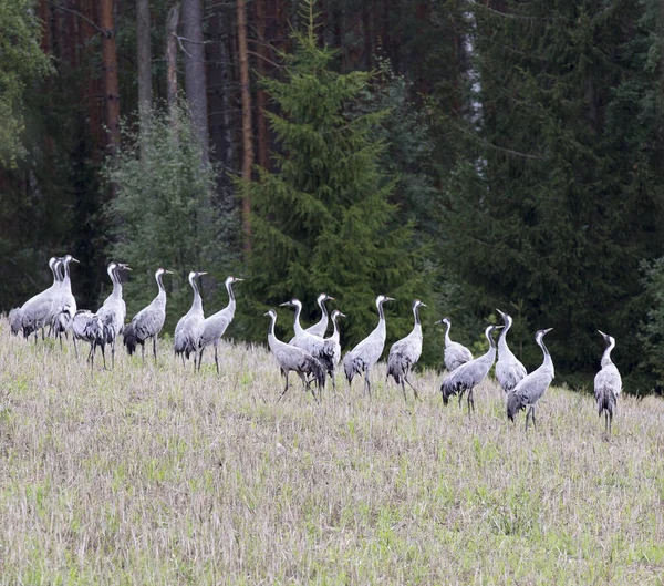 Utsikt Över Gruppen Vanliga Tranfåglar Finland — Stockfoto