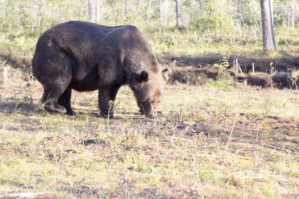 芬兰夏天的棕熊观 免版税图库图片