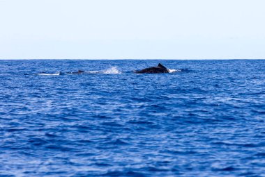 A view of whale in La Reunion, France