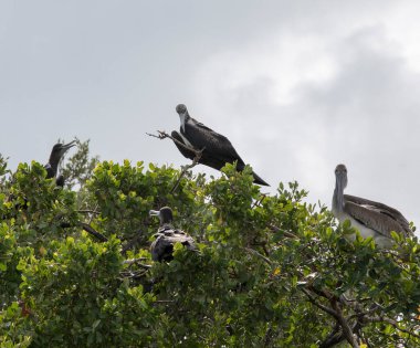 Meksika 'da ağaçtaki Frigatebird manzarası