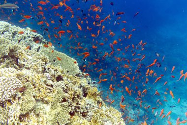 Sharm El Şeyh 'teki renkli mercan ve balıkların manzarası 