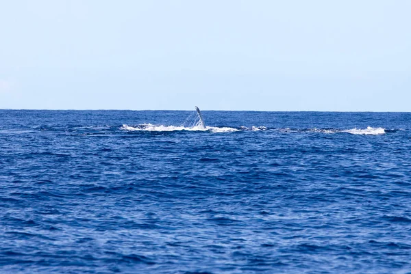 View Whale Reunion France — Foto de Stock