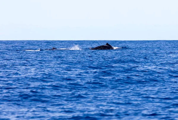 法国拉留尼旺岛鲸鱼的照片 — 图库照片