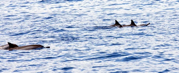 Vista Los Delfines Mar Reunion Francia — Foto de Stock
