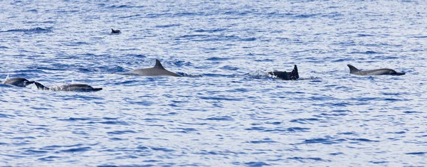 法国拉留尼汪海海豚景观 — 图库照片