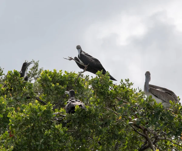 Una Vista Frigatebirds Albero Messico — Foto Stock