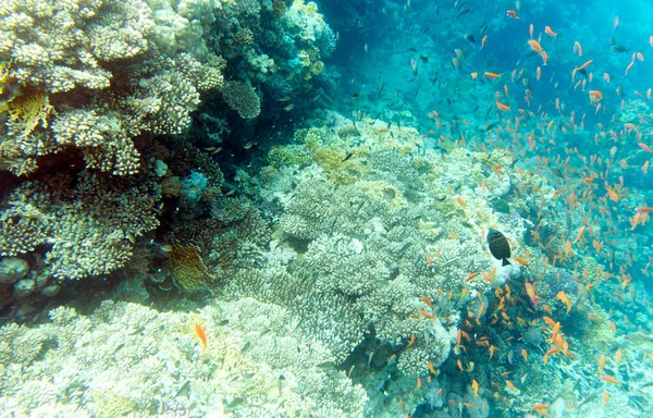 Vista Corais Coloridos Peixes Sharm Sheik — Fotografia de Stock