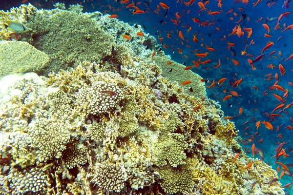 Blick Auf Bunte Korallen Und Fische Sharm Sheik — Stockfoto