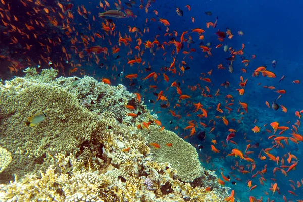 해로운 셰이크에 산호와 물고기의 — 스톡 사진