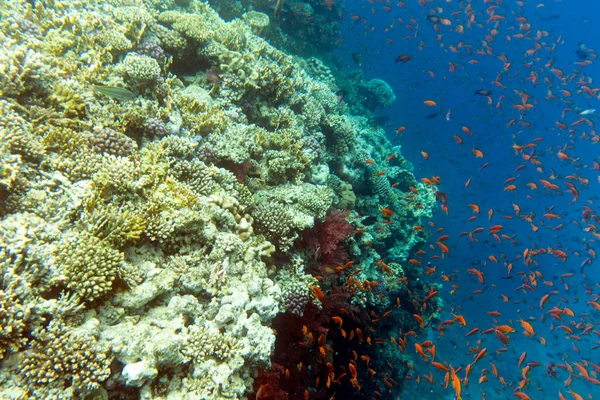 Вид Красочные Кораллы Рыб Шарм Эль Шейхе — стоковое фото