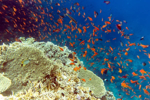 해로운 셰이크에 산호와 물고기의 — 스톡 사진