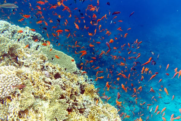 Sharm Şeyh Teki Renkli Mercan Balıkların Manzarası — Stok fotoğraf