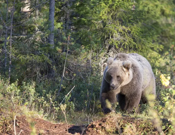 Вид Бурого Ведмедя Фінляндії — стокове фото