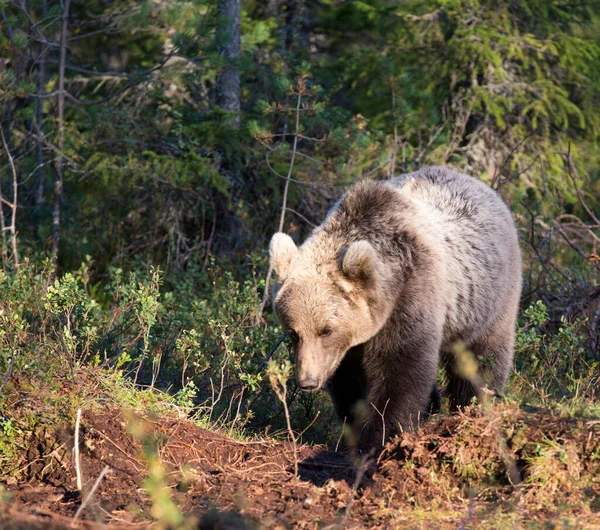 芬兰的棕熊观 — 图库照片