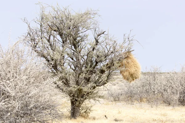 Вид Гнездо Ткачей Намибии — стоковое фото