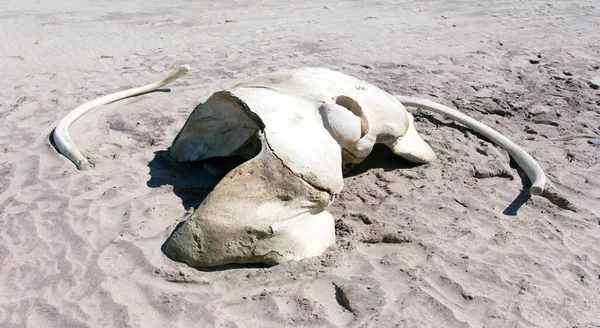 纳米比亚骷髅海岸鲸骨景观 — 图库照片