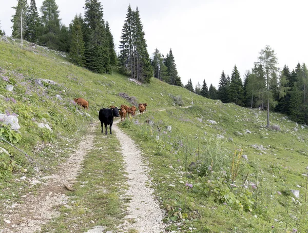 Вид Красных Коров Долине Аоста Летом — стоковое фото