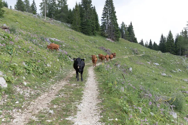 Vue Des Vaches Rouges Dans Vallée Aoste Été — Photo