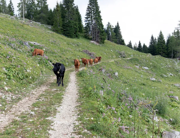 View Red Cows Aosta Valley Summer — Stock Photo, Image