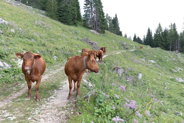 Вид Красных Коров Долине Аоста Летом — стоковое фото
