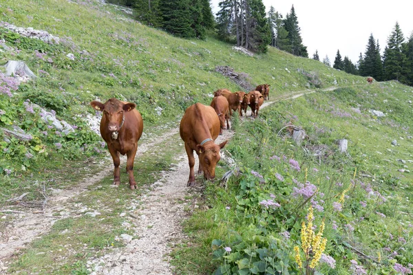 Uitzicht Rode Koeien Aosta Vallei Zomer — Stockfoto
