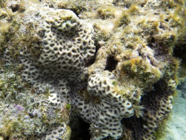 Yeni Kaledonya 'daki mercanların panoramik görüntüsü