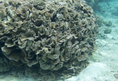 Yeni Kaledonya 'daki mercanların panoramik görüntüsü