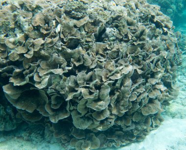 Yeni Kaledonya 'daki mercanların panoramik görüntüsü