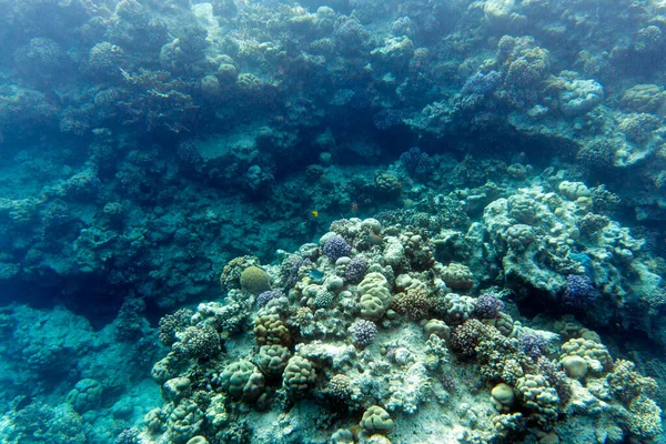 Вид Кораллы Шарм Эль Шейхе Египет — стоковое фото