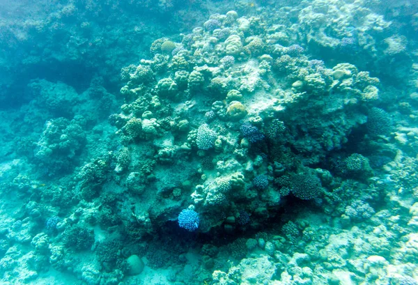 Över Koraller Sharm Sheik Egypten — Stockfoto