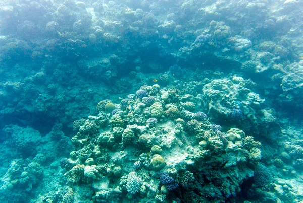 埃及沙姆沙伊赫的珊瑚景观 — 图库照片