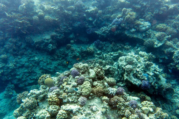 埃及沙姆沙伊赫的珊瑚景观 — 图库照片