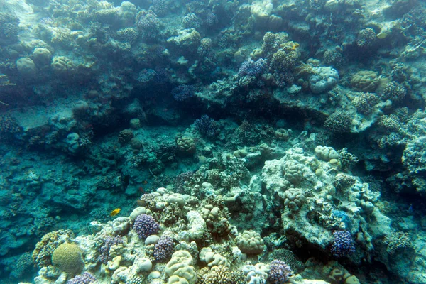 Vista Corales Sharm Sheik Egipto —  Fotos de Stock