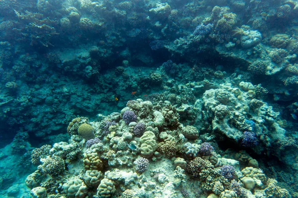 Вид Кораллы Шарм Эль Шейхе Египет — стоковое фото