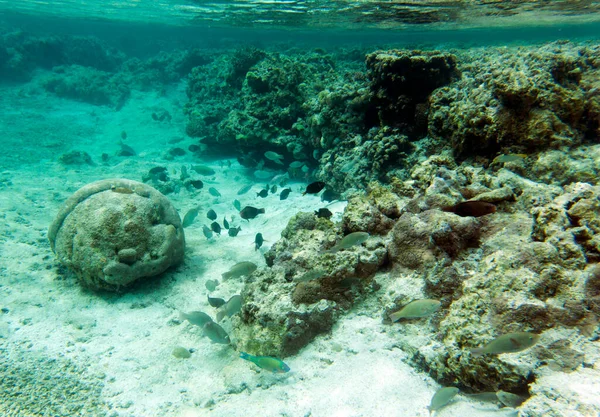 Vista Panoramica Dei Coralli Nuova Caledonia — Foto Stock